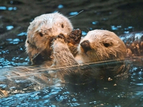 ラッコ 須磨海浜水族園 須磨水族館 スマスイの希少なラッコどうなるの？ 今年2月に閉鎖、2匹の