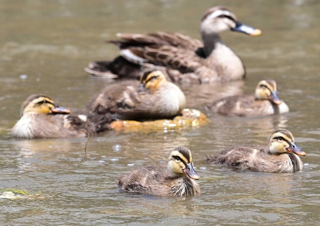 親鳥のそばで元気に泳ぐカルガモのひなたち＝神戸市東灘区、住吉川