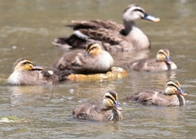親鳥のそばで元気に泳ぐカルガモのひなたち＝神戸市東灘区、住吉川