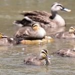 親鳥のそばで元気に泳ぐカルガモのひなたち＝神戸市東灘区、住吉川