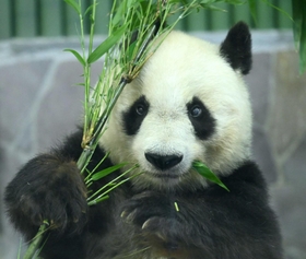 おいしそうにタケを頬張るタンタン＝神戸市灘区王子町３、神戸市立王子動物園