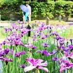 色鮮やかに見頃を迎えているハナショウブ＝神戸市須磨区東須磨、須磨離宮公園