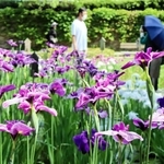色鮮やかに咲き、見頃を迎えている花しょうぶ＝神戸市須磨区東須磨１、須磨離宮公園