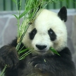 おいしそうにタケを頬張るタンタン＝神戸市灘区王子町３、神戸市立王子動物園