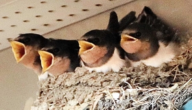 親鳥に向かって大きく口を開けるひな鳥＝神戸市須磨区緑台、市営地下鉄総合運動公園駅