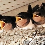 親鳥に向かって大きく口を開けるひな鳥＝神戸市須磨区緑台、市営地下鉄総合運動公園駅