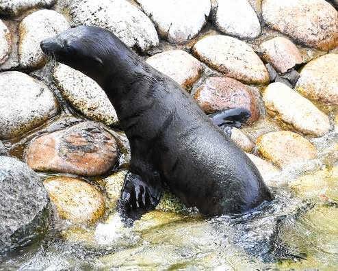 ６月に王子動物園で誕生したカリフォルニアアシカの赤ちゃん（同園提供）