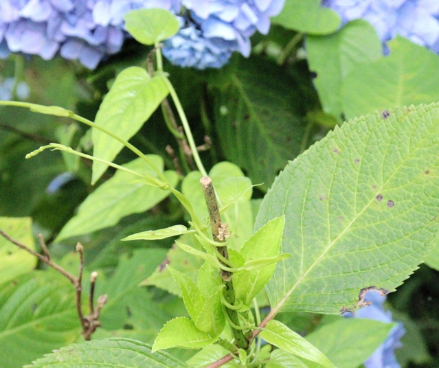 被害に遭ったアジサイの一部。切り口の下部にある白いものが、ゾウムシの産卵跡と見られる＝神戸市灘区摩耶山町２、摩耶自然観察園
