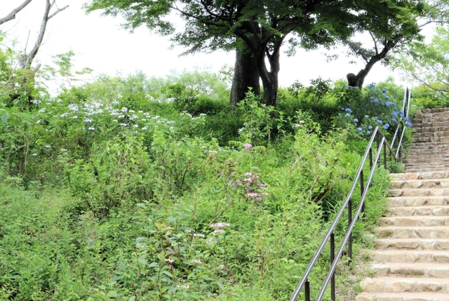 例年はこのあたりにも多くのアジサイが咲いている＝神戸市灘区摩耶山町２、摩耶自然観察園