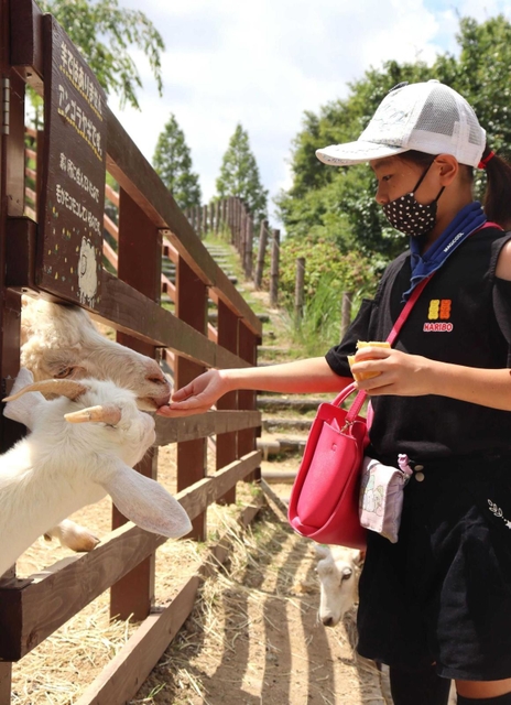 手のひらからヤギへの餌やり体験＝神戸市灘区六甲山町