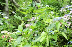 シーズンにもかかわらずほとんど花がなく、寂しいアジサイ。何者かによって切られただろう茎の断面が確認できる。＝神戸市灘区摩耶山町２、摩耶自然観察園