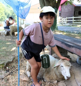 さまざまな場所でヒツジと触れ合える六甲山牧場＝神戸市灘区六甲山町