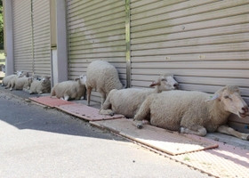 涼を求め、シャッターに密着するヒツジ＝神戸市灘区六甲山町