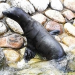 ６月に王子動物園で誕生したカリフォルニアアシカの赤ちゃん（同園提供）