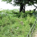 例年はこのあたりにも多くのアジサイが咲いている＝神戸市灘区摩耶山町２、摩耶自然観察園