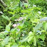 シーズンにもかかわらずほとんど花がなく、寂しいアジサイ。何者かによって切られただろう茎の断面が確認できる。＝神戸市灘区摩耶山町２、摩耶自然観察園