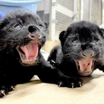８年ぶりに王子動物園で生まれたジャガーの雄（右）と雌の赤ちゃん＝神戸市灘区王子町３、王子動物園（同園提供）