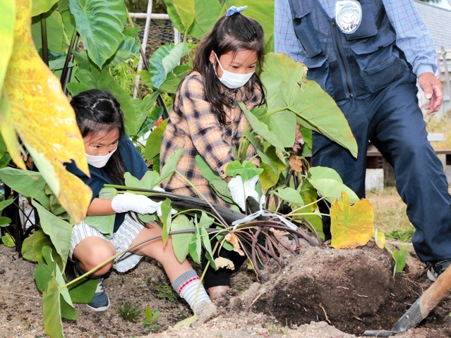 体重を掛けて、必死に里芋を抜こうとする子どもたち＝神戸市須磨区南落合３