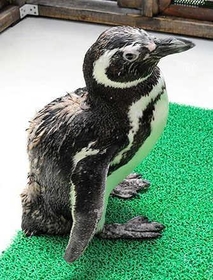 国内のマゼランペンギンで２番目に長寿だった茶銀。推定３７歳で人間の１１０歳に相当し、大往生だった＝６月、神戸市須磨区若宮町１、同市立須磨海浜水族園（同園提供）