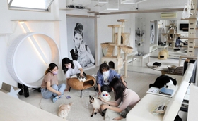 店内は白が基調で清潔感ある内観。猫は気ままに歩き回ったり、寝たりと自由に過ごしている＝神戸市灘区天城通３