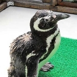 国内のマゼランペンギンで２番目に長寿だった茶銀。推定３７歳で人間の１１０歳に相当し、大往生だった＝６月、神戸市須磨区若宮町１、同市立須磨海浜水族園（同園提供）