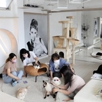 店内は白が基調で清潔感ある内観。猫は気ままに歩き回ったり、寝たりと自由に過ごしている＝神戸市灘区天城通３