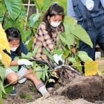 体重を掛けて、必死に里芋を抜こうとする子どもたち＝神戸市須磨区南落合３