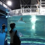 エイなどが泳ぐ巨大な海水水槽＝神戸市中央区新港町（撮影・辰巳直之）