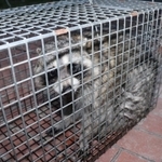 民家で捕獲されたアライグマ＝神戸市東灘区