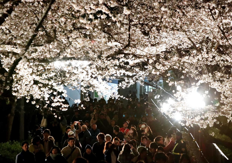 神戸新聞next 神戸 王子動物園の夜桜通り抜け存続へ 一帯の整備素案について説明 神戸市