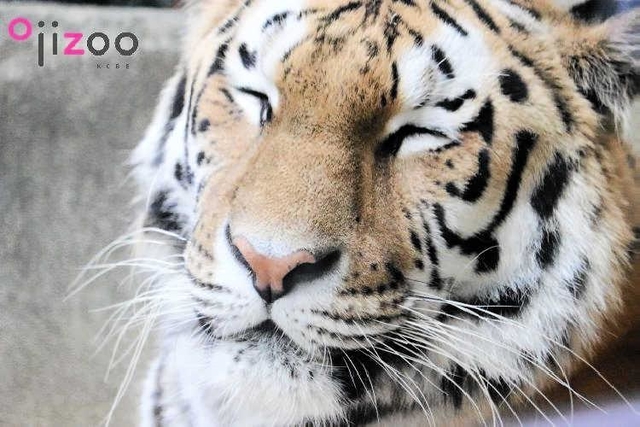 年賀状素材として公開されている「レーニャ」の写真（同園提供）