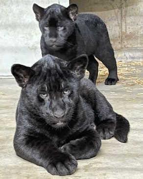 公開が始まったジャガーの双子の赤ちゃん＝神戸市灘区王子町３、王子動物園（同園提供）