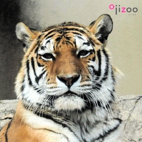 ２０１８年まで王子動物園で飼育していた「ヤマ」の写真もある（同園提供）