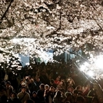 王子動物園の春の風物詩「夜桜通り抜け」＝２０１９年３月、灘区王子町３