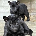 公開が始まったジャガーの双子の赤ちゃん＝神戸市灘区王子町３、王子動物園（同園提供）