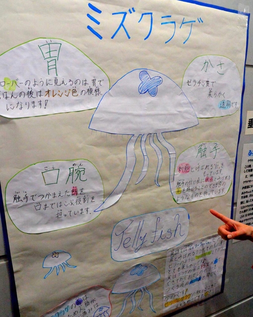 神戸新聞next 神戸 飼育困難 水族館でも手を焼くクラゲ 区役所で育て続け１０年 神戸 垂水の住民ら 繁殖にも成功