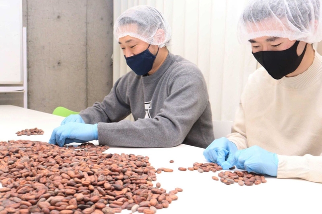 カカオ豆の選定を行う作業＝神戸市灘区曾和町３