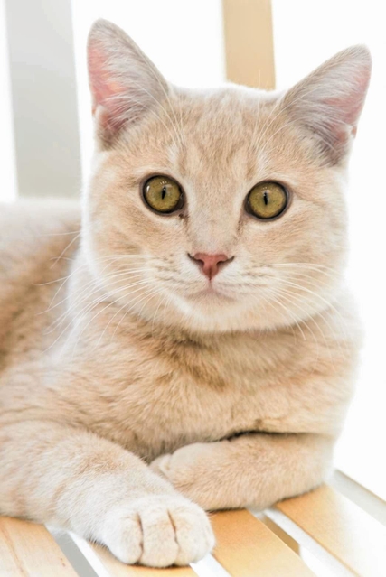 こうべ動物共生センターのセンター長に就任した「みお」（神戸市提供）