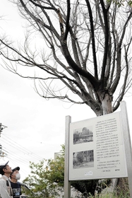 伐採前の枯れたケヤキ＝神戸市長田区大丸町２、大丸山公園