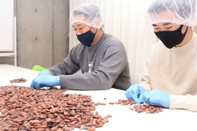カカオ豆の選定を行う作業＝神戸市灘区曾和町３