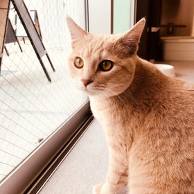 こうべ動物共生センターのセンター長に就任した「みお」（神戸市提供）