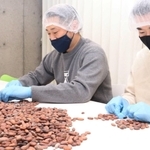 カカオ豆の選定を行う作業＝神戸市灘区曾和町３