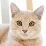 こうべ動物共生センターのセンター長に就任した「みお」（神戸市提供）