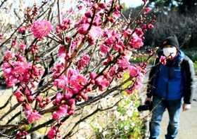 徐々に開花し始めた梅園のウメ。紅白のコントラストが鮮やかだ＝神戸市須磨区東須磨