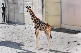 岩手サファリパークへの引っ越しが決まったキリンの「ひまわり」＝神戸市立王子動物園（同園提供）