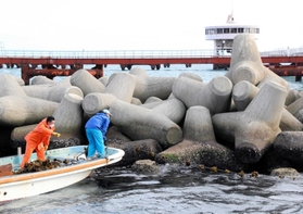 須磨海づり公園周辺の消波ブロックに、メカブを付けたロープを設置する漁師＝神戸市須磨区一ノ谷町５の沖合