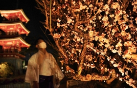 梅のライトアップが始まり、幻想的な雰囲気に包まれた境内＝神戸市須磨区天神町２、綱敷天満宮