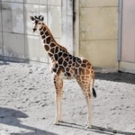 岩手サファリパークへの引っ越しが決まったキリンの「ひまわり」＝神戸市立王子動物園（同園提供）