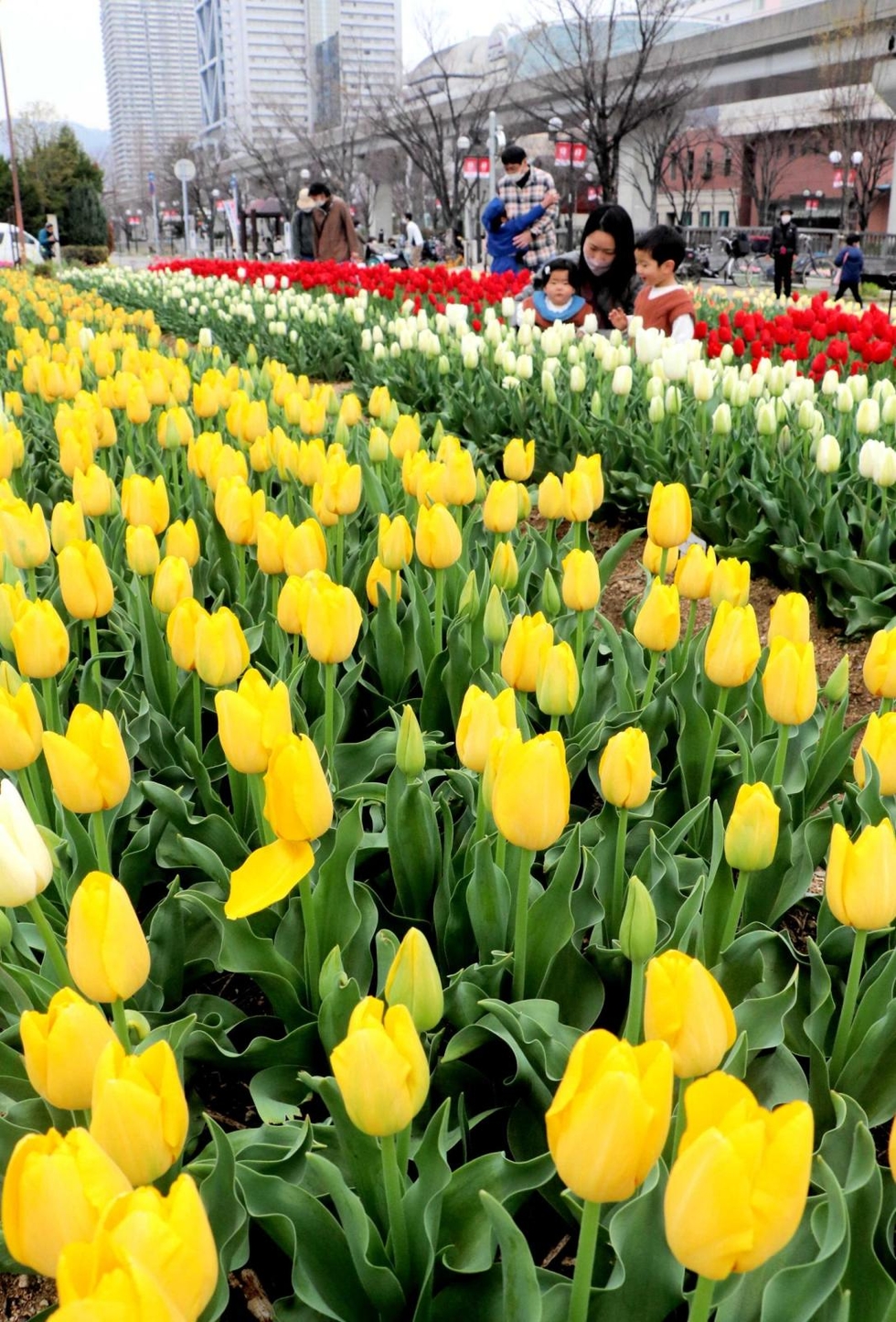 チューリップが六アイで見頃 春告げる赤 白 黄色 夜間ライトアップも 神戸 神戸新聞next