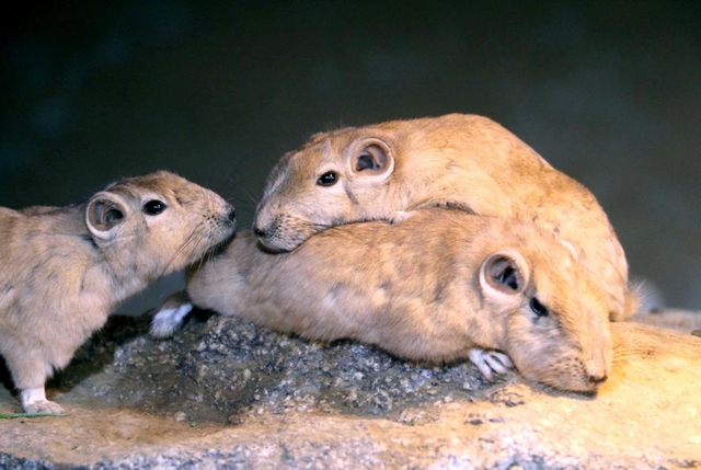 西日本で初公開されたグンディ。体を重ねたり鼻を近づけたりしてコミュニケーションする＝神戸どうぶつ王国